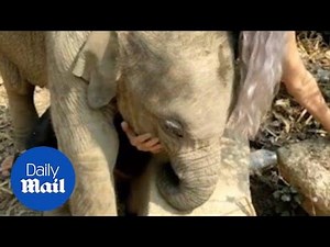 Baby elephant cuddles with woman who visits Thai sanctuary - Daily Mail