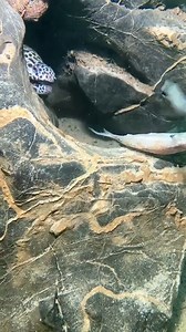 Adventures Below: Deep-Sea Eels, Crabs, and Shrimp | Hicham sham