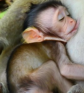 18K views · 186 reactions | Monster baby wean much but mom is ok for that when want our girl grow faster | Wild Monkey Zone | Facebook