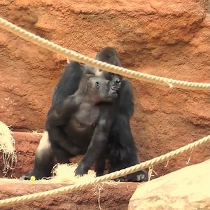 336K views · 2.3K reactions | gorilla #monkey #ape #gorillas #wildlife #animals #nature #zoo #art #animal | Animal Videos | Facebook