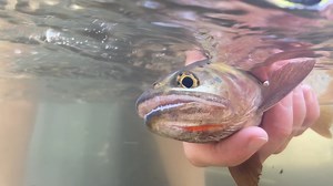 2.6K views · 72 reactions | Are you interested in catching Bear River...