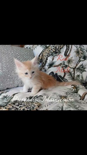 Purradise Mainecoons #purradisemainecoons #2025newyear #shadedmainecoons #purrfect #mainecoonkitten #sassy #messageme #loveyourlife | Purr-adise Maine Coons