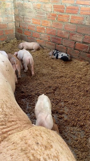 Happy Hogs Farm🐷🎉 #pig #barbados #wahl #gtx #legende #fade #barbershop #barbeiromoderno #shaver #homem #barbers #barbeariacorleone #barbearia9dejulho #berbershopconnect #barbersingapore #toutliner #osterfest #ands #shavecut #oster #barberos #barbeariaclassica #belezamasculina #barbeariabrasil #atualizado #detailer #barberweek #guinea #guineapig #bahamas | Creative Boy