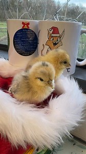 7.1K views · 507 reactions | A surprise hatching today 5 little chicks found by Claire for a discount on our festive merchandise use the code bumblebee https://caenhillcc.shop/collections/all/calendar2025 Caroline Le Bourgeois | Caenhill Countryside Centre | Facebook