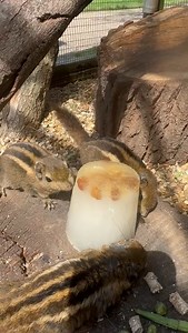 2.3K views · 24 reactions | With all the hot weather the squirrels are keeping cool with an ice block at Thrigby Hall Wildlife Gardens Plan your Big Day Out, Short Break or Holiday this summer and enjoy our stunning beaches and amazing attractions https://www.visitgreatyarmouth.co.uk/ | Visit Great Yarmouth | Facebook