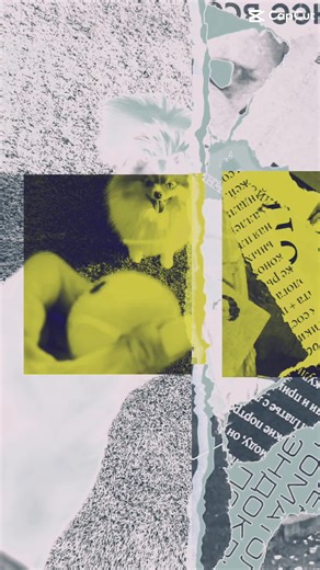 BestKoalaHugs on TikTok