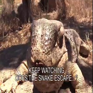 19K views · 230 reactions | Lizard Finds Snake -- EATS TAIL FIRST | Animals Around | Facebook