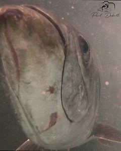 Robbie’s Marina in the Florida Keys is famous for tarpon feeding. Watch what happens when I lower my GoPro into the water there. It gets eaten by tarpon multiple times and by a pelican too! | Paul Dabill Photography