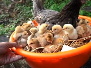 31K views · 919 reactions | Amazing bron Chicks natural hatching #newbronchicks #hatchingeggs 捻 | BIRD 24 | Facebook