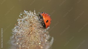 Swaying in summer wind. Coccinellidae as ladybugs and ladybirds as true bugs, in drops of dew early in morning sleeps on the grass. Macro view in wildlife