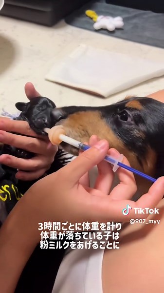 ポメプーとダックスフンドの赤ちゃん誕生レポ