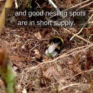 Bumblebee Conservation Trust on Reels