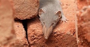 Asian House Gray Shrew Hyderabad India : vidéo de stock (100 % libre de droit) 3755635021 | Shutterstock