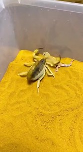 Predator duel in the sand Gecko darts, scorpion lunges every movement counts in this tense fight for survival #GeckoVsScorpion #PredatorVsPrey #WildlifeDrama #NatureReels #AnimalInstincts #DeadlyEncounter #WildlifeBehavior #SurvivalInstincts #ViralReels #ExploreNature #USAWildlife #AustraliaNature | Crawl Verse