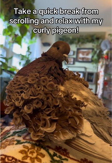 Curly Pigeon Atlas: Preening and Relaxing Moments