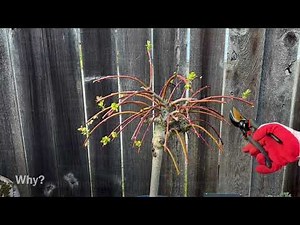 Spring Prune (TAKE 2), Dwarf Weeping Pussy Willow (4K) - April 19, 2025