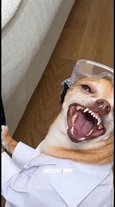 MRI “DO NOT MOVE” ROBOT VOICE PRANK 🧲🤖😂 #funnydog #dogcomedy #AI #LOLAnimalss #chihuahua #rottweiler | Everyday Aww