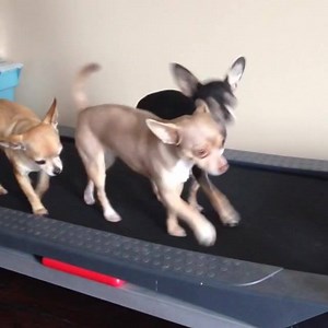 Here are our TOP CUTEST Chihuahuas! | ThatPetLife