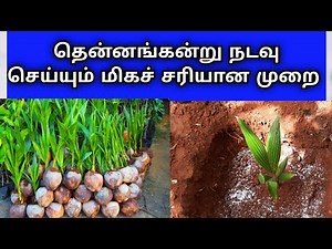 Proper method of planting coconut seedlings | coconut seedling planting methods | coconut tree