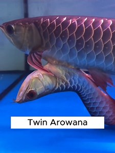 an extremely rare conjoined twin Asian arowana... #aquariumhobby #aquarium #arowana #reelsfacebook | Hendrix backyard TV
