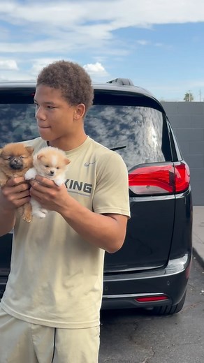 Available snow ball and lil Mackie #akcpomeranianpuppies #lasvegas | Curtis Moton