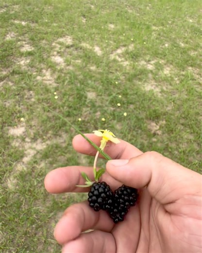 The twig and berries | Shirtless Jake's Homestead
