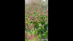 Ma a Viburnum tinus 'Lisa Rose'® – Téli bangita a legszebb a kertészetemben. Felálló hajtásrendszerű, télizöld díszcserje. Levelei fényesek, hosszúkásak, sötétzöldek. Habitusa terebélyes, mutatós, gömbölyded. A virágok erősen illatosak, fehér színűek, ernyőszerű virágzatot alkotnak a hajtások csúcsi részén és már a téli hónapokban megkezdik virágzásukat. A virágok rózsaszín bimbóból nyílnak. További jellemzői: https://tinyurl.com/245yvv6p | Megyeri Szabolcs kertész