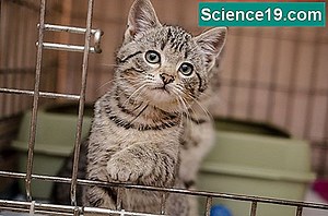 Kaip išmokyti pirmosios klasės matematikos atimties lenteles 💫 Mokslinė Ir Populiarus Multimedijos Versija. 2025