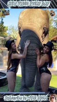 19 INCREDIBLE Animal Clips You’ve Never Seen Before!