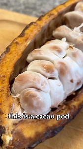 3.8K views · 32 reactions | Raw cacao pod! This is what makes...