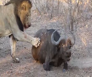 Exhausted buffalo, broken leg helplessly lay down for male lions to torture | Xuân Amazing Wild