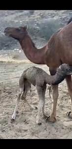 35K views · 424 reactions | Eydama saaki waay dhashi yaan dambar kaga lisaa ? #mohamedibrahimsuldani #camels | Mohamed Ibrahim Suldani | Facebook