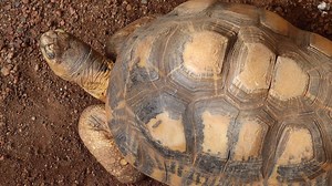 5.3K views · 276 reactions | All our Deserts animals seem to be out enjoying the spectacular sun that's shining through the Dome today! ☀️ How about you? | Indianapolis Zoo | Facebook