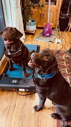 Aiko and Bruno learning how walking pad is used. #WalkingPad #DogExercise #DogFitness #TreadmillTraining #HealthyDogs | Aiko & Bruno