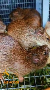 176K views · 1.6K reactions | Bonjour  07 47 00 73 18 | Emmanuel Kablan | Facebook