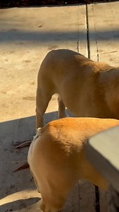 1.1K views · 149 reactions | Soil testers are busy | Lucida French Bulldogs | Facebook