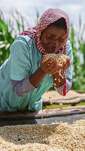 BURUNDI BUSINDE COFFEE  This coffee is grown by the Twa ethnic...