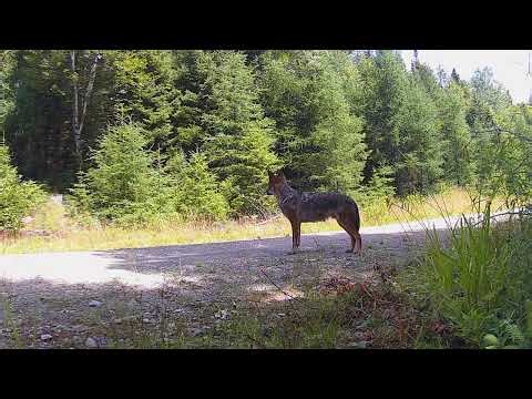 Trailcam Photos of Possible Maine Wolves