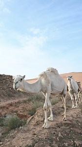 2.5K views · 39 reactions | #dakarchallenge #Dakar2025 | Juarez Baja and off Road | Facebook