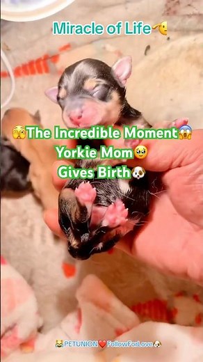 Rare close-up footage of a Yorkie giving birth to her adorable puppy🥹 #pet #petunion #love #cute