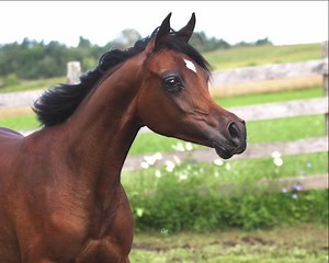 7K views · 369 reactions | Victoria Cross Farm on Reels | Facebook