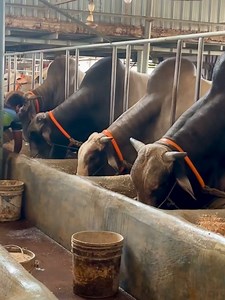 328K views · 10K reactions | Gray Brahman X Sahiwal Bull | Brahman...