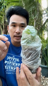 24K views · 338 reactions | how to propagate flowering lantana plant #propagationfloweringplant #lantana #floweringplants | Jayson Gaylan | Facebook