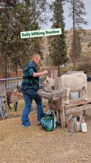 Daily Milking Routine #farmgirl #farmchores #goats #goatmilk #homesteading #homesteadlife #farmlife | Mountain Spring Homestead