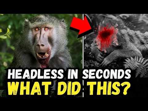 🚨 BREAKING: NEW PREDATOR Species Decapitates Baboon - SHOCKING Footage!