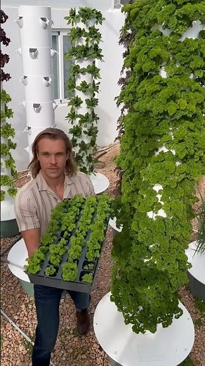 How to cultivate aeroponic curly parsley from seed to harvest 🧑‍🌾. #gardening #farming #parsley