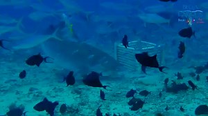 Welcome to Beqa Lagoon Resort. http://www.beqalagoonresort.com/ | Beqa Lagoon Resort