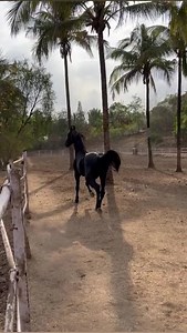Huge and stunning Marwari stallion Bakhtawar. He’s sired by stallion Navratan and out of mare Tajan Oadh…bred by KC Stud and owned by Shri Ranjit Kher Ji - Pune, Maharashtra. | Marwari Horse