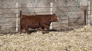 Lot 2 - Haack Up The Limit 507N: Haack Red Angus Bull and Female Sale
