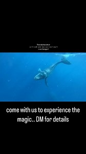 Majestic Whale Encounters on Reels